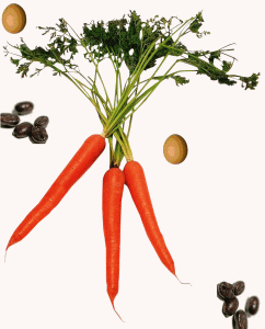 CarrotBnch - Copy